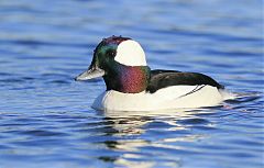 Bufflehead